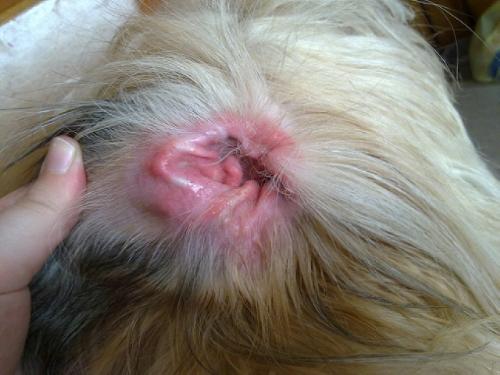 L’otite del cane, come curarla ed affrontarla