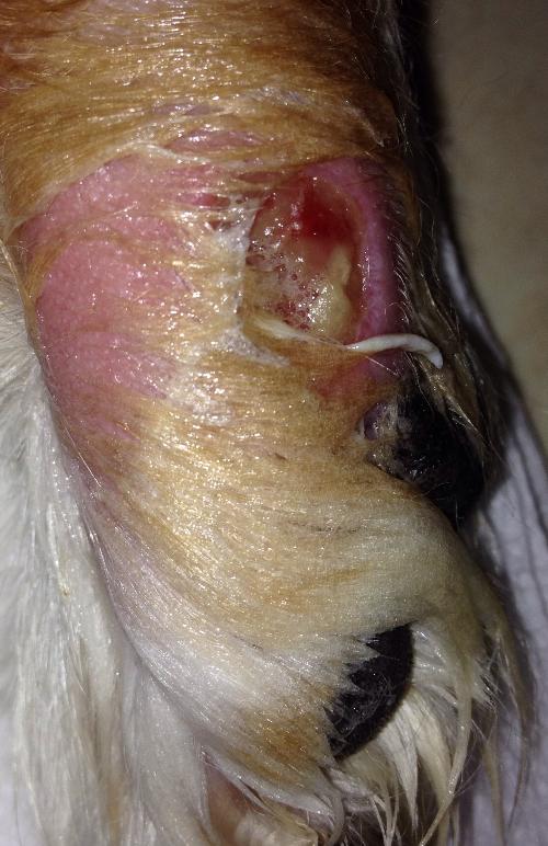 Come curare zampa cane