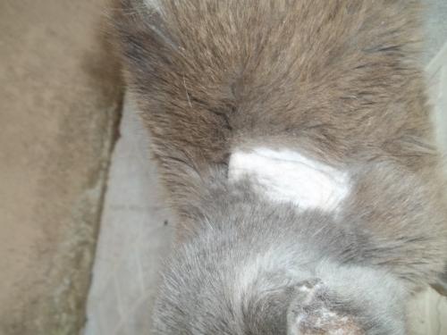 Come curare alopecia