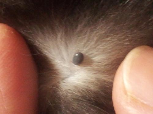 Arrossamenti e palline / gocce nere gatto Pulce nera