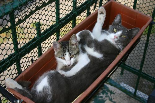 Cosa Pensano I Gatti Quando Li Baci