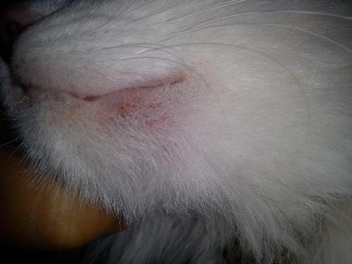 Esercizi a osteochondrosis di reparto lombare durante un aggravamento