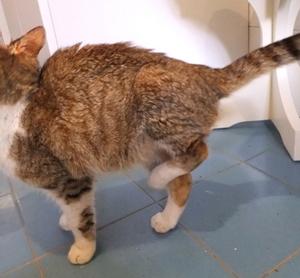 Come curare zampa rotta