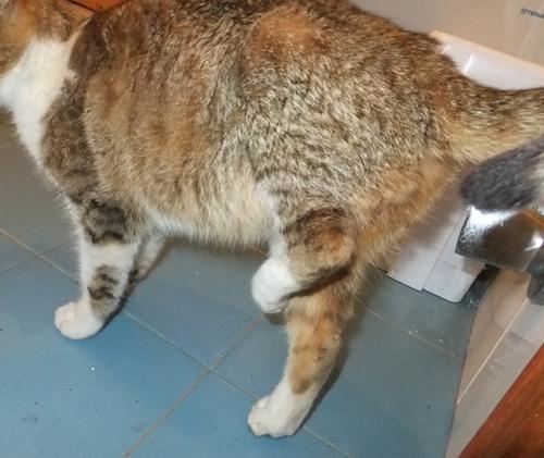 Come curare zampa rotta gatto