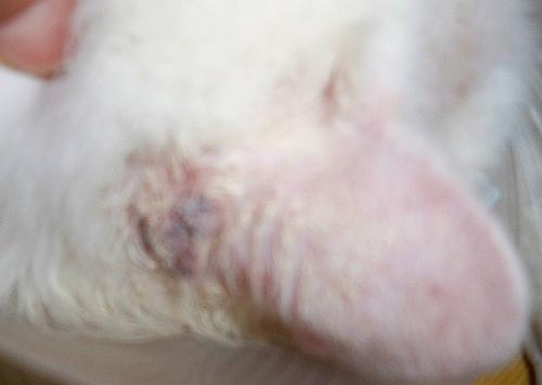 Crema del Mar Morto lIsraele da psoriasi