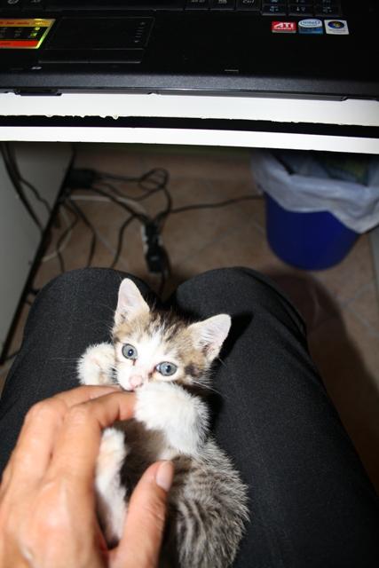 Cosa Pensano I Gatti Quando Li Baci