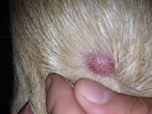 Escrescenze Sulla Pelle Del Cane Cisti Angiomi Tumori Benigni Cane Di Famiglia Cane Di Famiglia