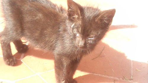 Perché Il Gatto Si Rotola Quando Mi Vede