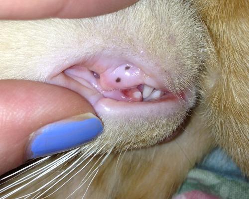 Macchie Nere Sulle Gengive Del Gatto