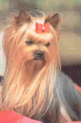 ciao della yorkies baffi ciao della yorkies baffi