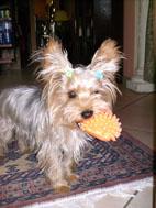 ciao della yorkies colore yorky cani di razza ciao della yorkies colore yorky cani di razza