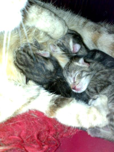 Come ci sono vermi a cuccioli dopo trattamento