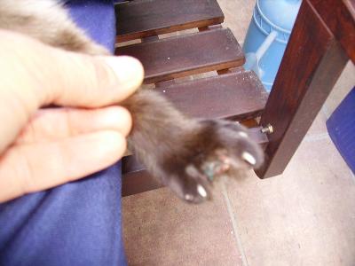 Romeo si è fatto male..... gatto Copritermosifoni stoffa