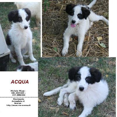 Regalo Cuccioli Di Taglia Piccola In Campania E Deal
