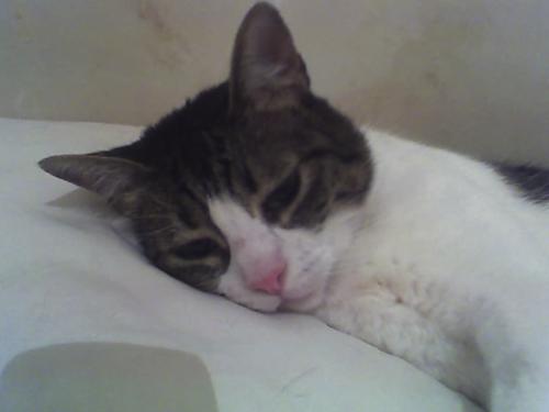 Perche Il Gatto Dorme Sulla Mia Pancia