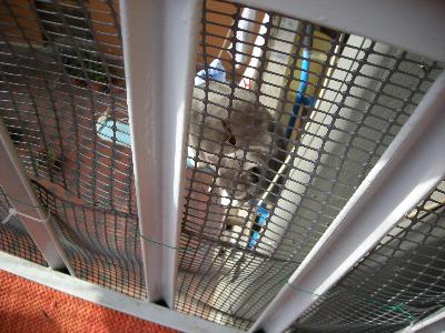Recinzione anti gatto
