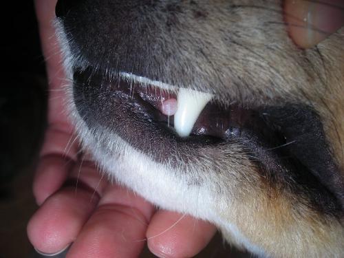Malattie infettive del cane - Allevamento di Fossombrone