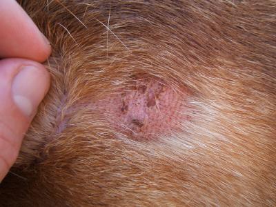 Unguento per trattamento di un fungo di pelle di mani