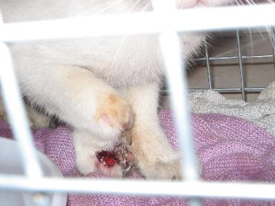 Come curare zampa rotta gatto