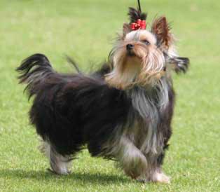 ciao della yorkies colore yorky cani di razza ciao della yorkies colore yorky cani di razza