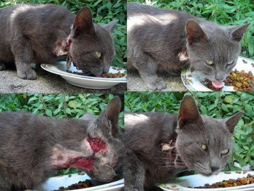 Gatto Martino Certosino Ferito Aiuto Roma Adozioni