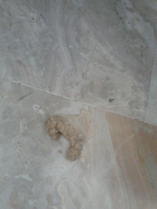 vomito cronico | Clinica Veterinaria