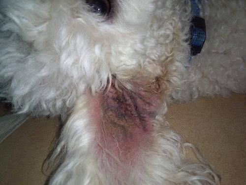 Dermatite Probabile Malassezia Foto Cane