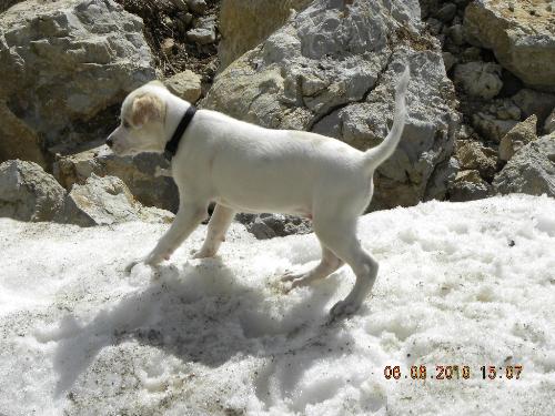 Il Piccolo Non Cammina Il Comportamento Del Cane