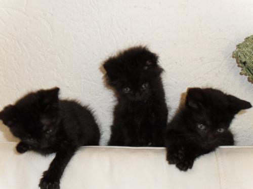 *ARDEA(ROMA)*GATTO*2 gattini neri, 1,5/2 mesi, cercano casa , Ok loc e FB , Adozioni