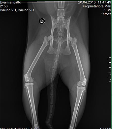 Piccola Frattura Del Bacino Clinicaveterinaria Org Forum