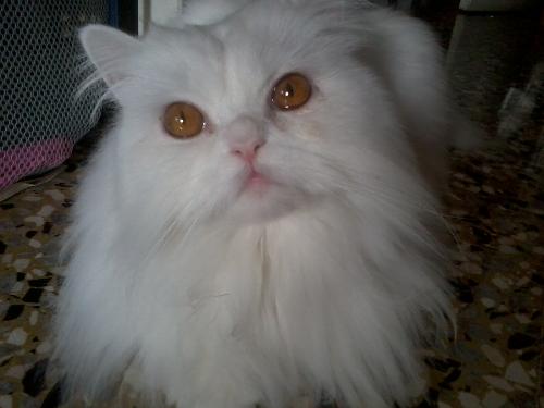 Enorme Nodo Di Pelo Gatto