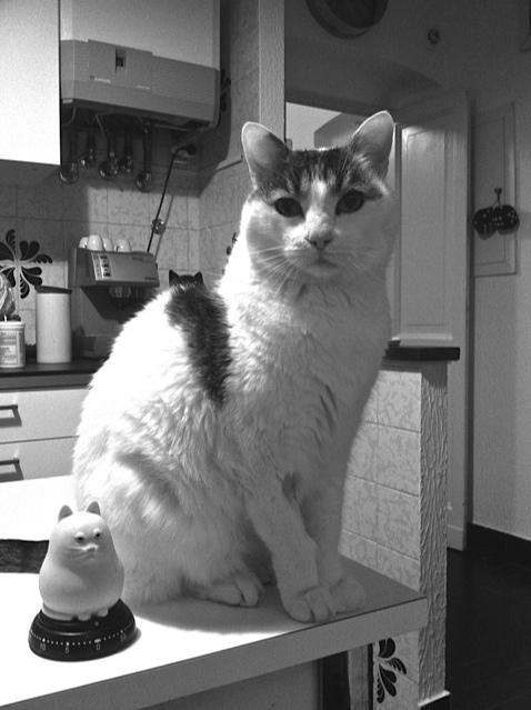Gatto Anziano Con Irc Vomito E Diarrea Gatto