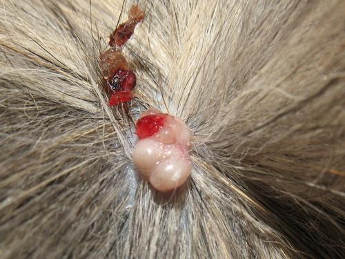 papilloma orecchio gatto infezione del papilloma virus
