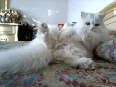 Enorme Nodo Di Pelo Gatto