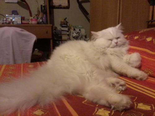 Enorme Nodo Di Pelo Gatto