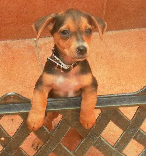 tabella di peso beagle