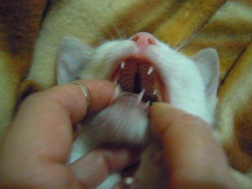 Goccia Foto Palato P 8 Gatto