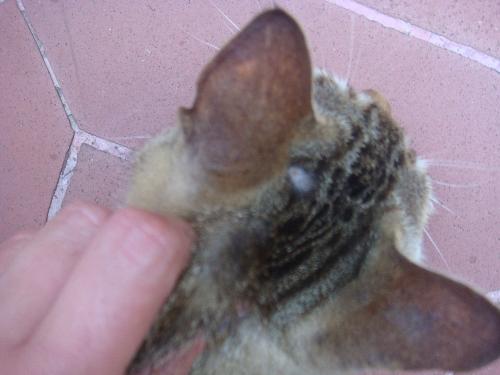 Graffio del gatto: quali malattie può trasmettere e come ...