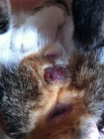 Dopo Castrazione Gatto Maschio Clinicaveterinariaorg Forum