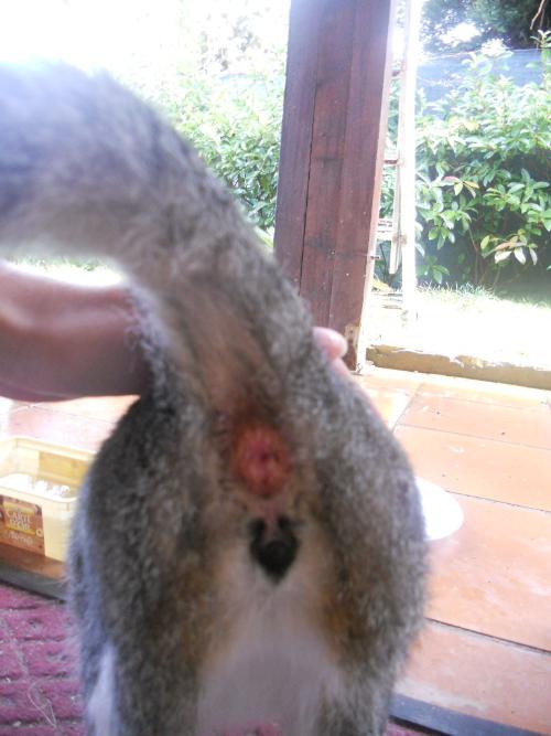 Micio sesso immagini com