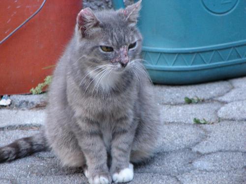 Mi sapete dire cosa potrebbe avere questo gatto? - Gatto