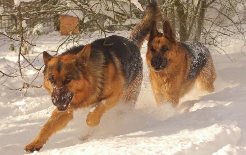 Info Sul Pastore Tedesco Cani Di Razza