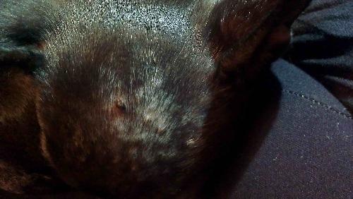 Bulldog Francese Demodex Canis Foto Pag 1 Cane