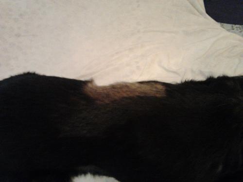 Curare Emangiosarcoma Con Terapia Di Bella Chiuso Rimedi