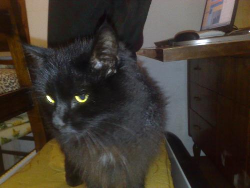 Raffreddore Allergia O Che Cosa Gatto