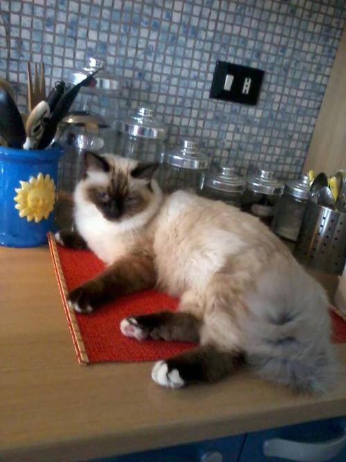 Raffreddore Allergia O Che Cosa Gatto