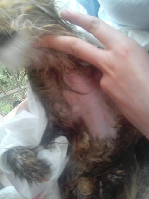 Persiano è Caduto Il Pelo Nodi Di Pelo E Micosi Gatto