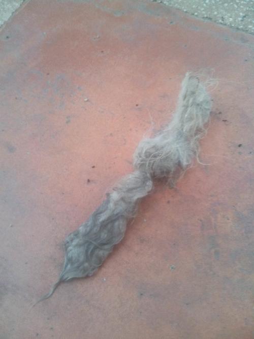 Persiano è Caduto Il Pelo Nodi Di Pelo E Micosi Gatto