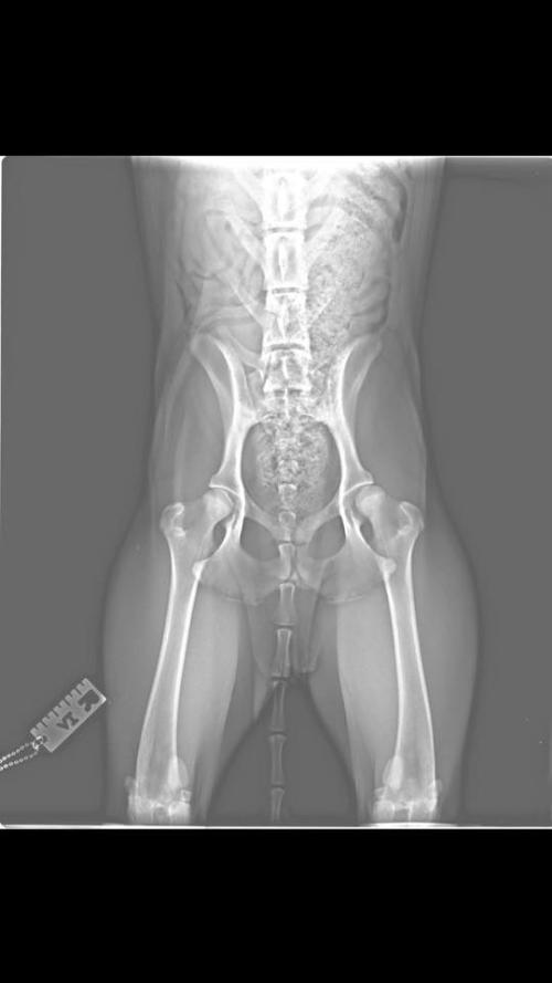 Boxerina Di Un Anno Con Doppia Lussazione Rotula Inserite Lastre Il Veterinario Risponde