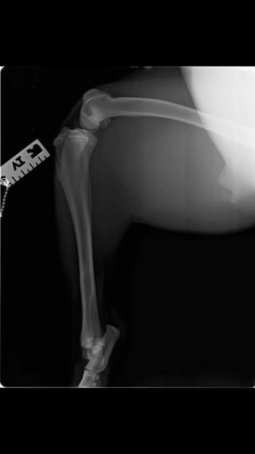 Boxerina Di Un Anno Con Doppia Lussazione Rotula Inserite Lastre Il Veterinario Risponde